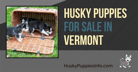 AmericanListed features safe and local classifieds for everything you need States. . Puppies for sale in vermont and new hampshire